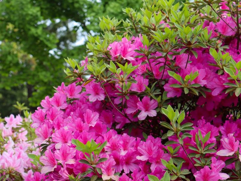 Azalea con flores rosadas