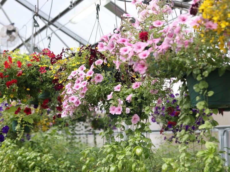 Plantas de estación en flor