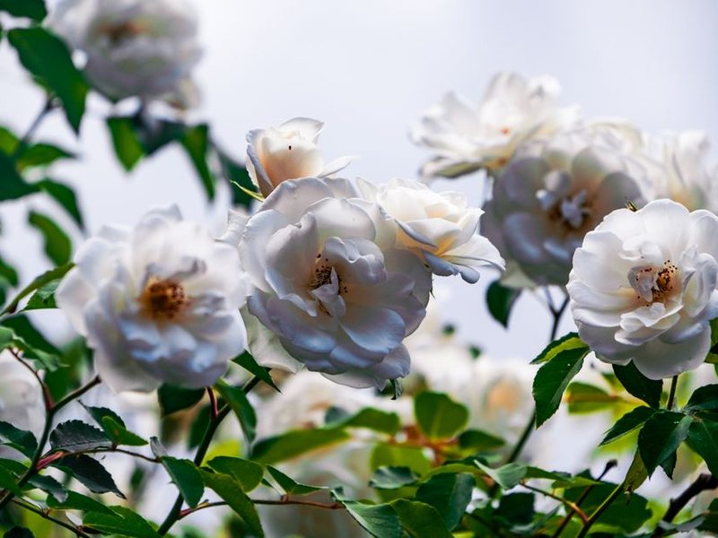 Rosas blancas en un rosal